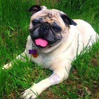 South Africa Pug Rescue