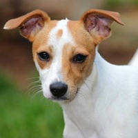 Tennessee Rat Terrier Rescue