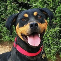 Georgia Rottweiler Rescue