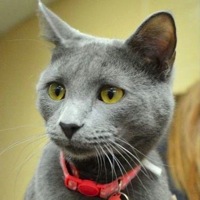 Maryland Russian Blue Rescue