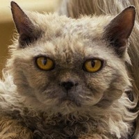 Tennessee Selkirk Rex Rescue