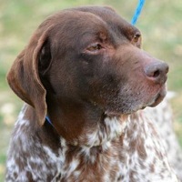 Hawaii German Shorthaired Pointer Rescue