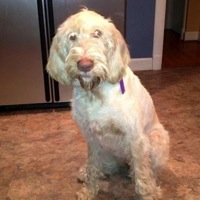 Germany Spinone Rescue