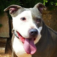 Hawaii American Staffordshire Terrier Rescue
