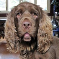 Tennessee Sussex Spaniel Rescue