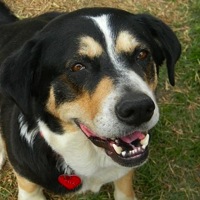 Texas Greater Swiss Mountain Dog Rescue