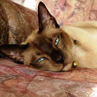 New Jersey Tonkinese Rescue