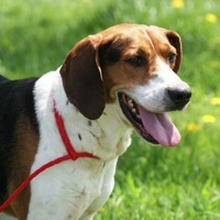 Tennessee Treeing Walker Coonhound Rescue