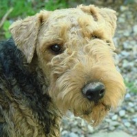 Canada Welsh Terrier Rescue