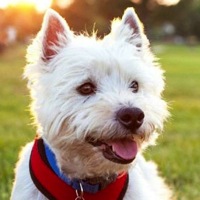 South Africa Westie Rescue