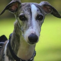 Hawaii Whippet Rescue