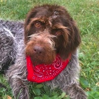 California German Wirehaired Pointer Rescue