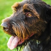 Nevada Wirehaired Pointing Griffon Rescue