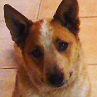 Cattle dog best sale rescue near me