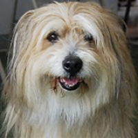 Bearded Collie Rescue ― ADOPTIONS