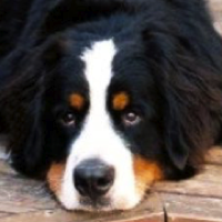 Bernese Mountain Dog Rescue ― ADOPTIONS