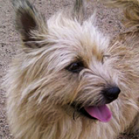 Cairn terrier fashion rescue