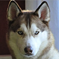 siberian husky rescue ma