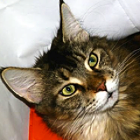 maine coons for adoption
