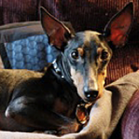 terrier manchesterterrier rescueme