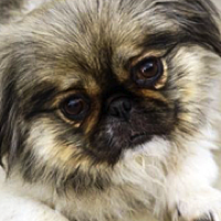 Pekingese for hot sale adoption near me