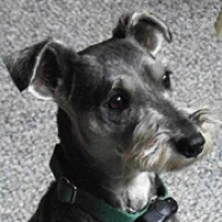 Schnauzer rehoming best sale