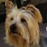 - Florida Silky Terrier Rescue - ADOPTIONS - Rescue Me!