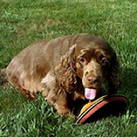 - California Sussex Spaniel Rescue - ADOPTIONS - Rescue Me!
