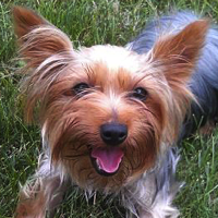 Yorkies for hot sale rescue near me