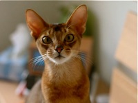 Abyssinian