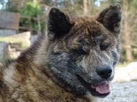 Akita