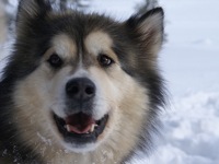 Alaskan Malamute