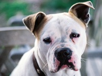 american bulldog rescue