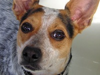 Mexican cattle dog best sale