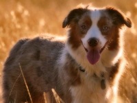 Australian Shepherd