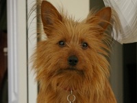 Australian Terrier