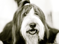 Bearded Collie