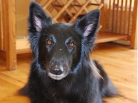 Belgian Sheepdog