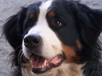 Bernese Mountain Dog