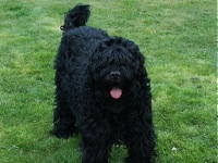 Black Russian Terrier