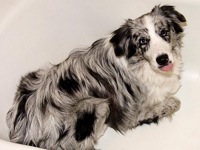 How do you adopt rescued border collie puppies?