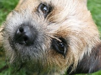 Border Terrier