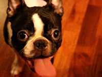 Boston Terrier