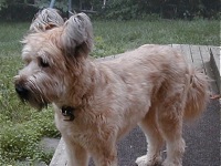 Briard