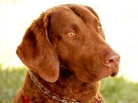 Chesapeake Bay Retriever