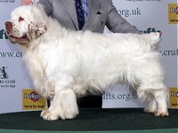 Clumber Spaniel