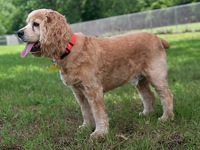 Cocker Spaniel