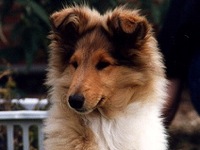 Collie