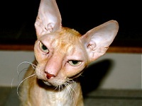 Cornish Rex