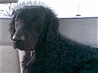 Curly-Coated Retriever